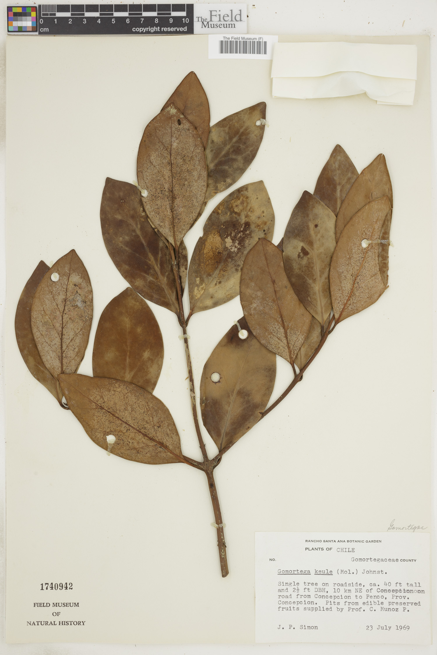 Gomortegaceae image