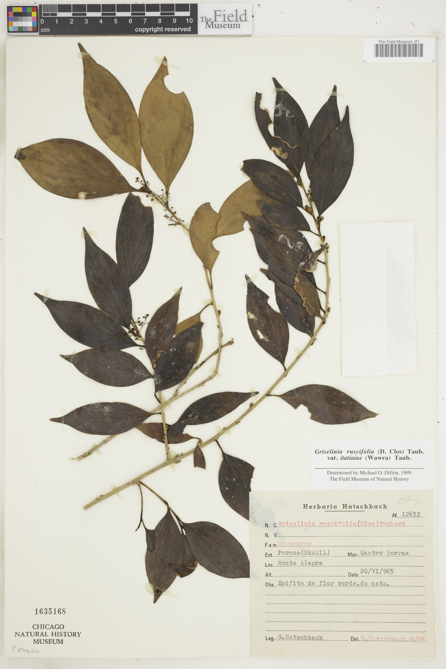 Griselinia ruscifolia var. itatiaiae image