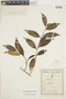 Griselinia ruscifolia var. itatiaiae image