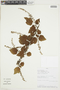 Ribes bolivianum image