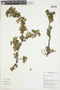 Ribes brachybotrys image