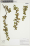 Ribes brachybotrys image