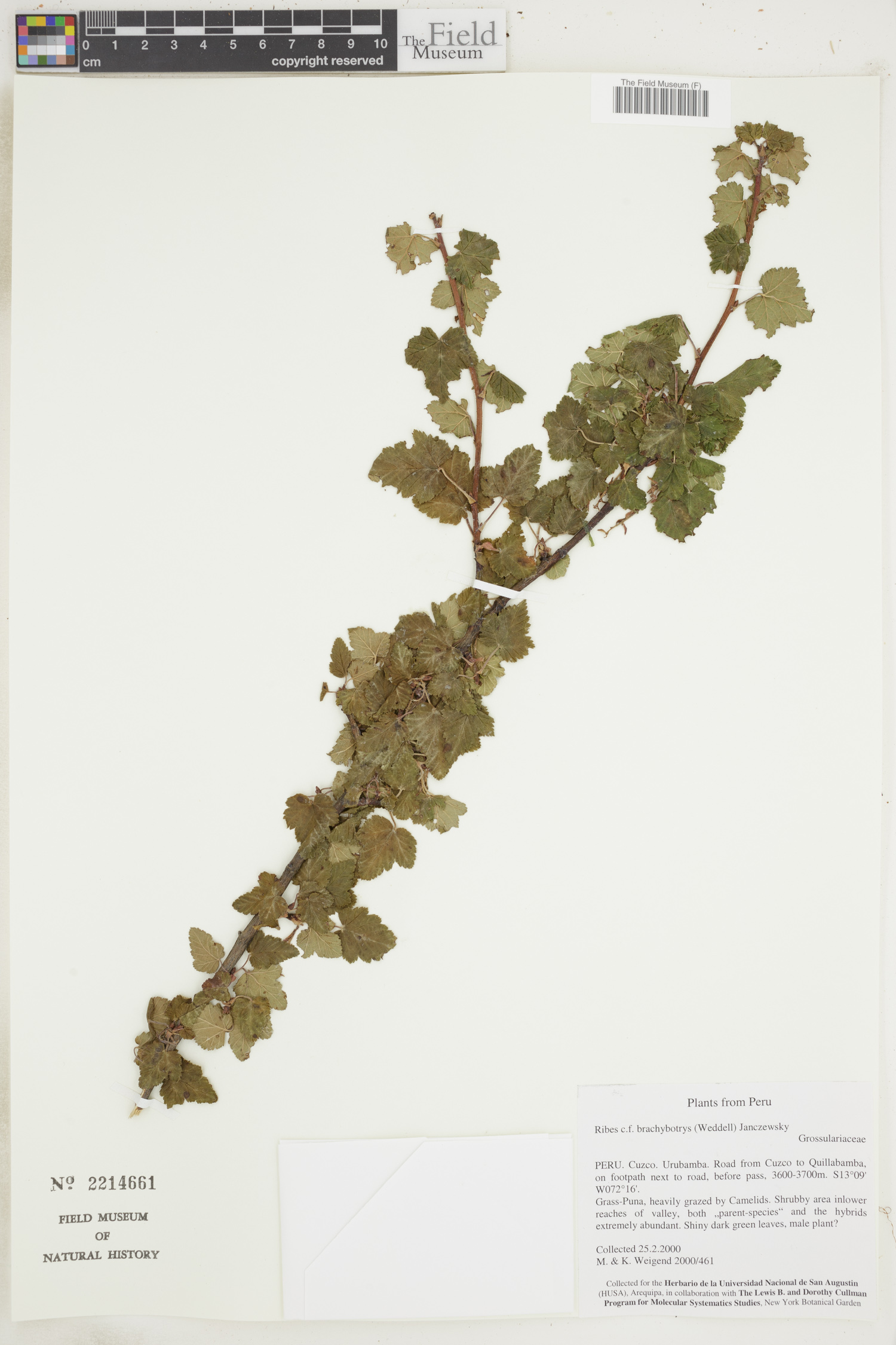 Grossulariaceae image