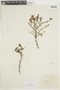Ribes cucullatum image