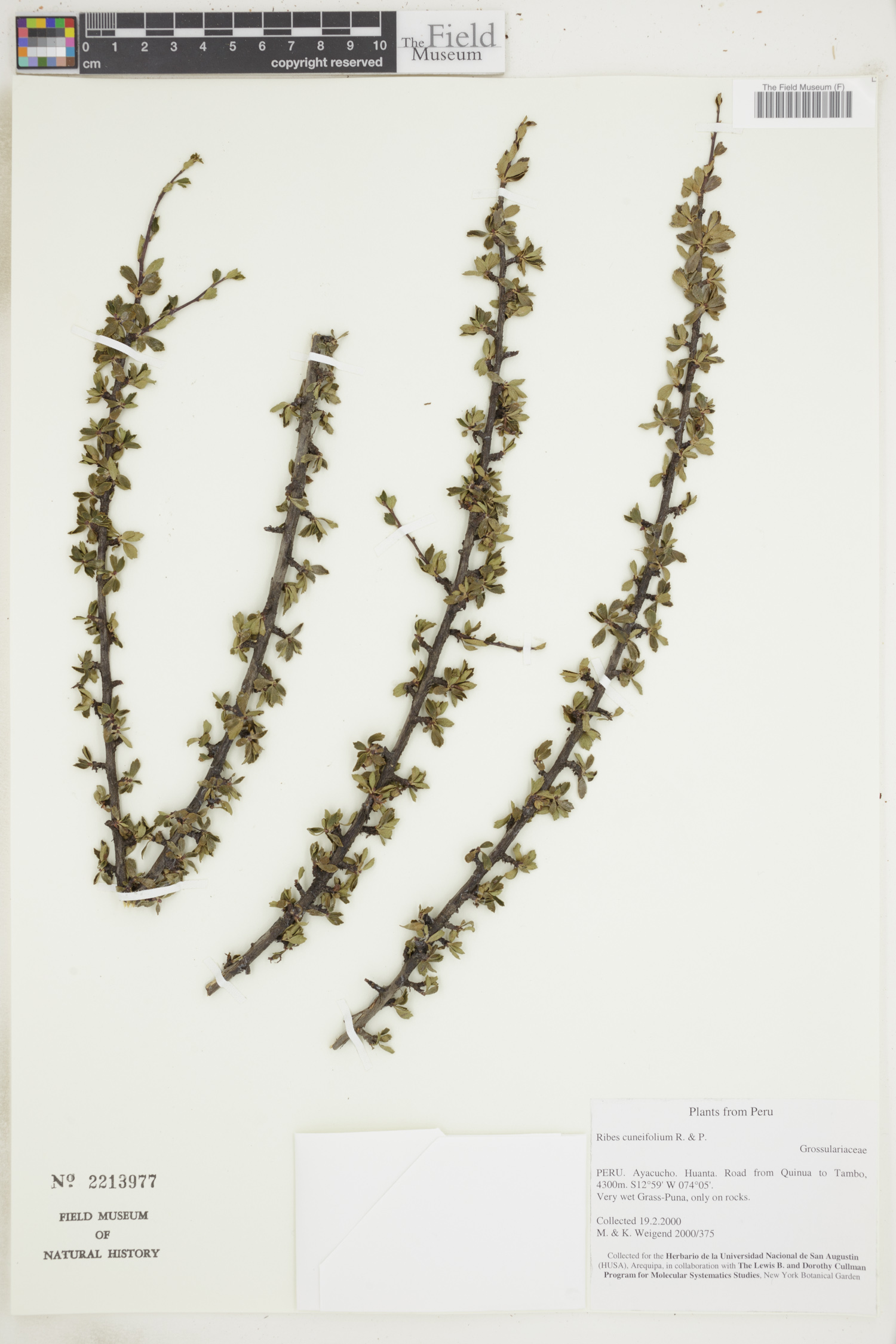 Ribes cuneifolium image
