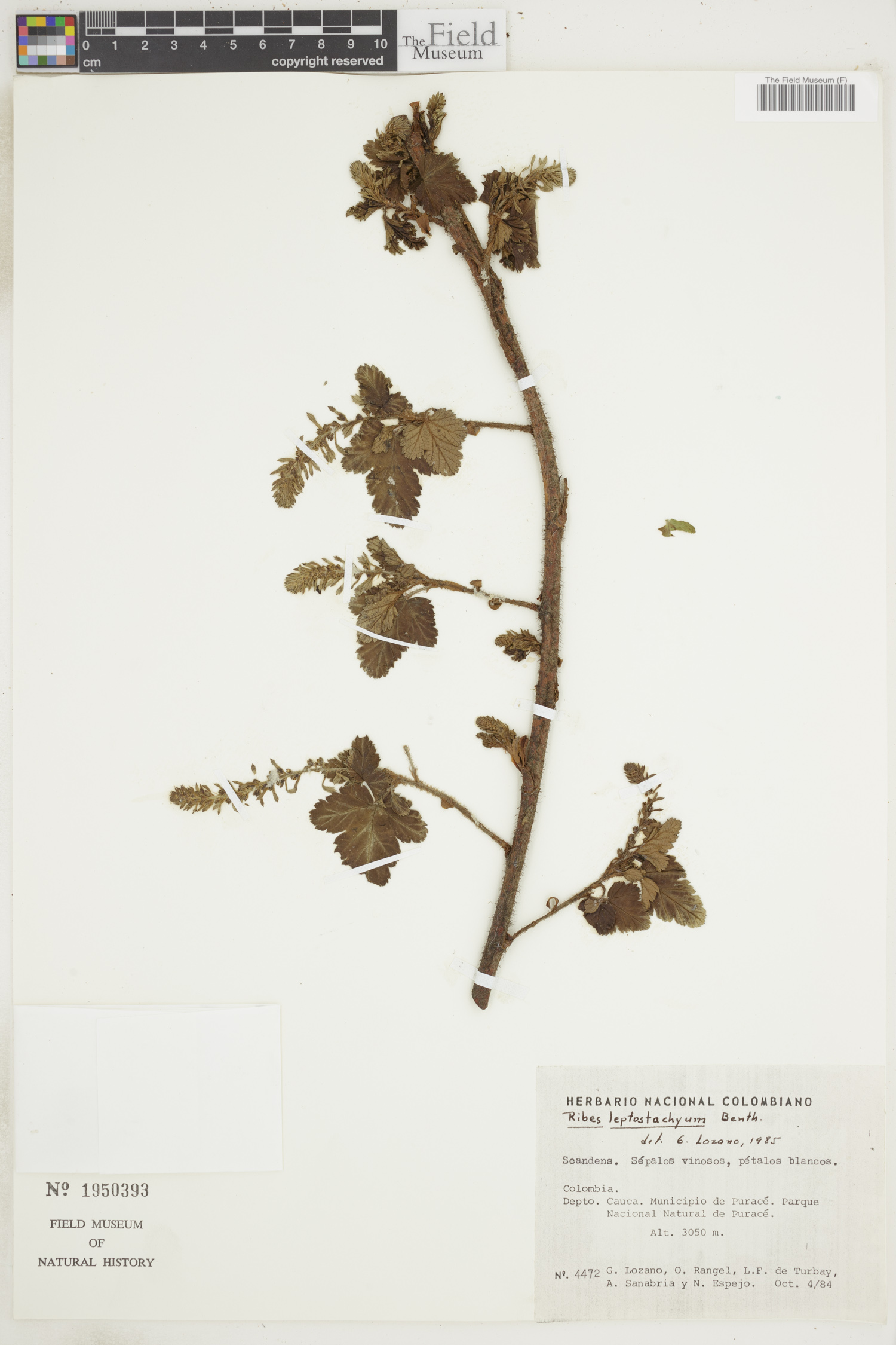 Grossulariaceae image