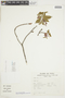 Ribes incarnatum image