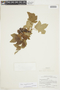 Ribes magellanicum image