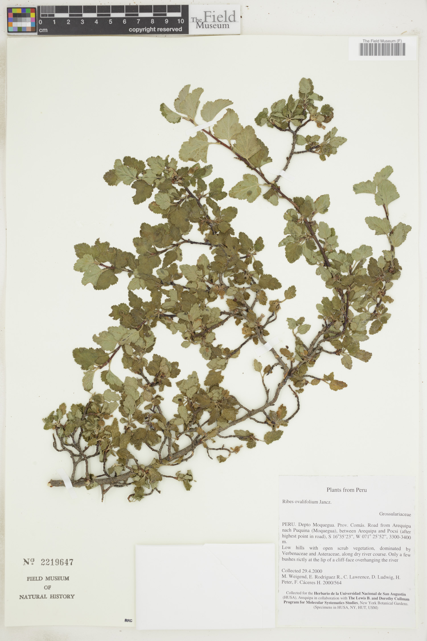 Ribes ovalifolium image