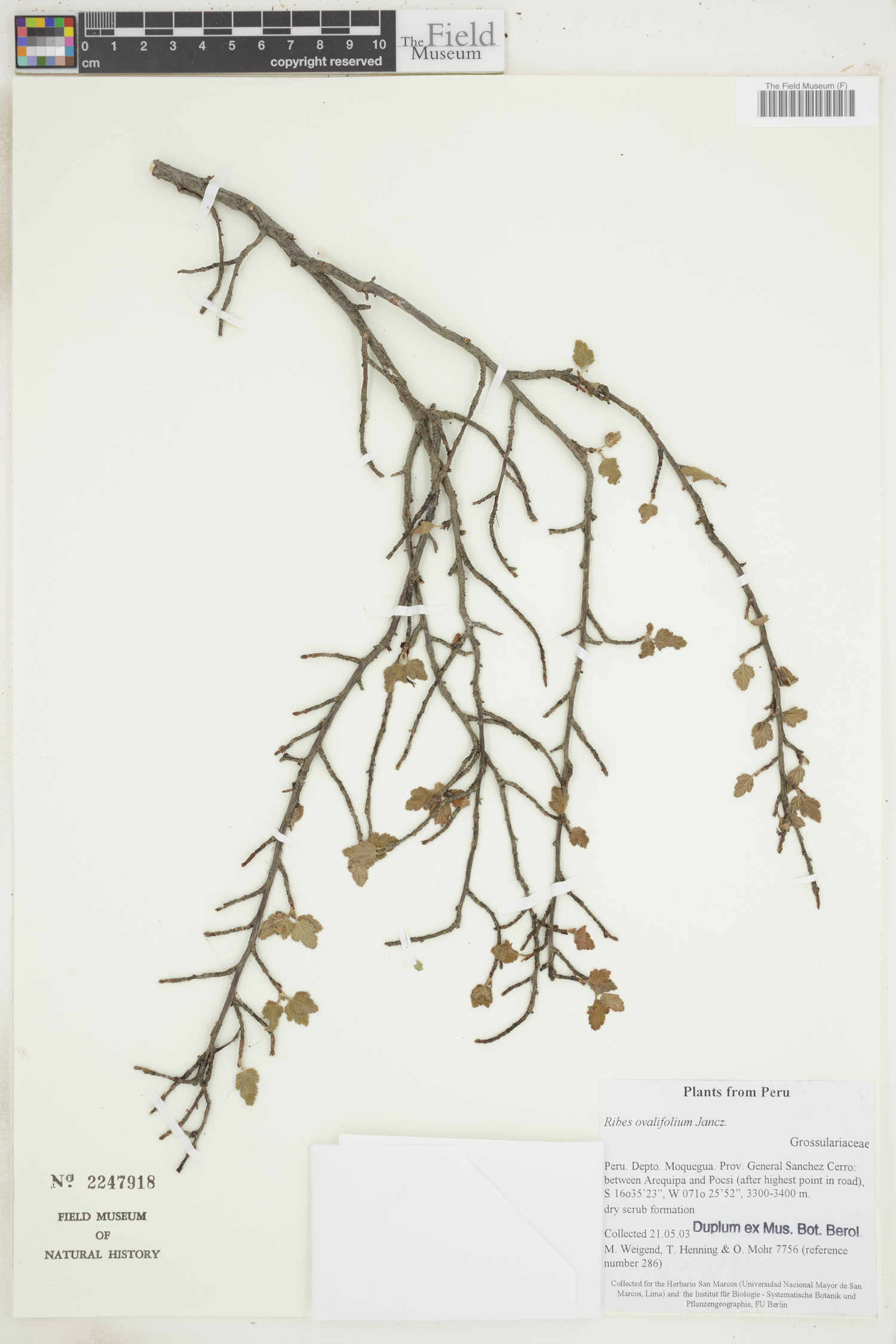 Ribes ovalifolium image
