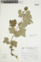 Ribes peruvianum image