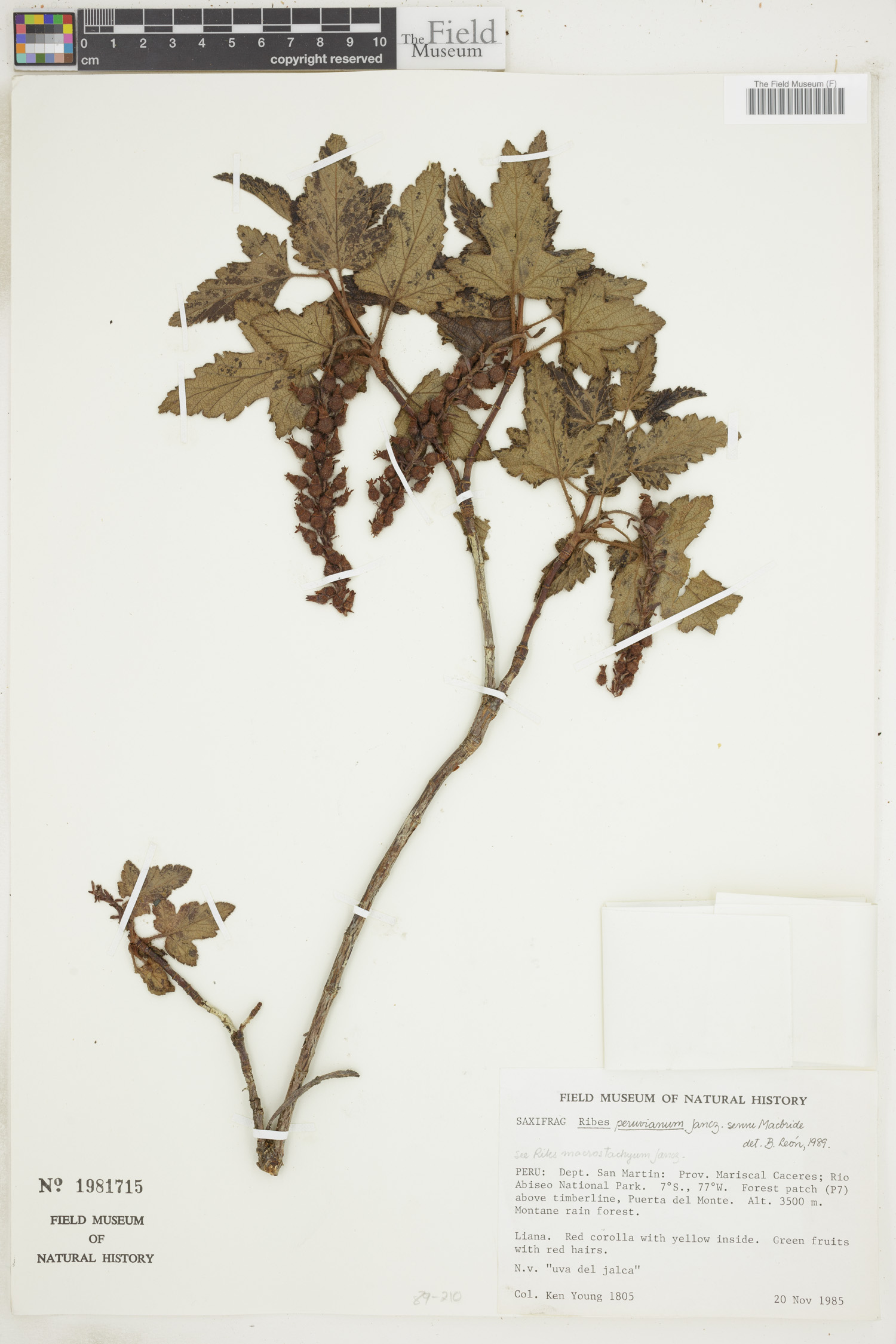 Ribes peruvianum image