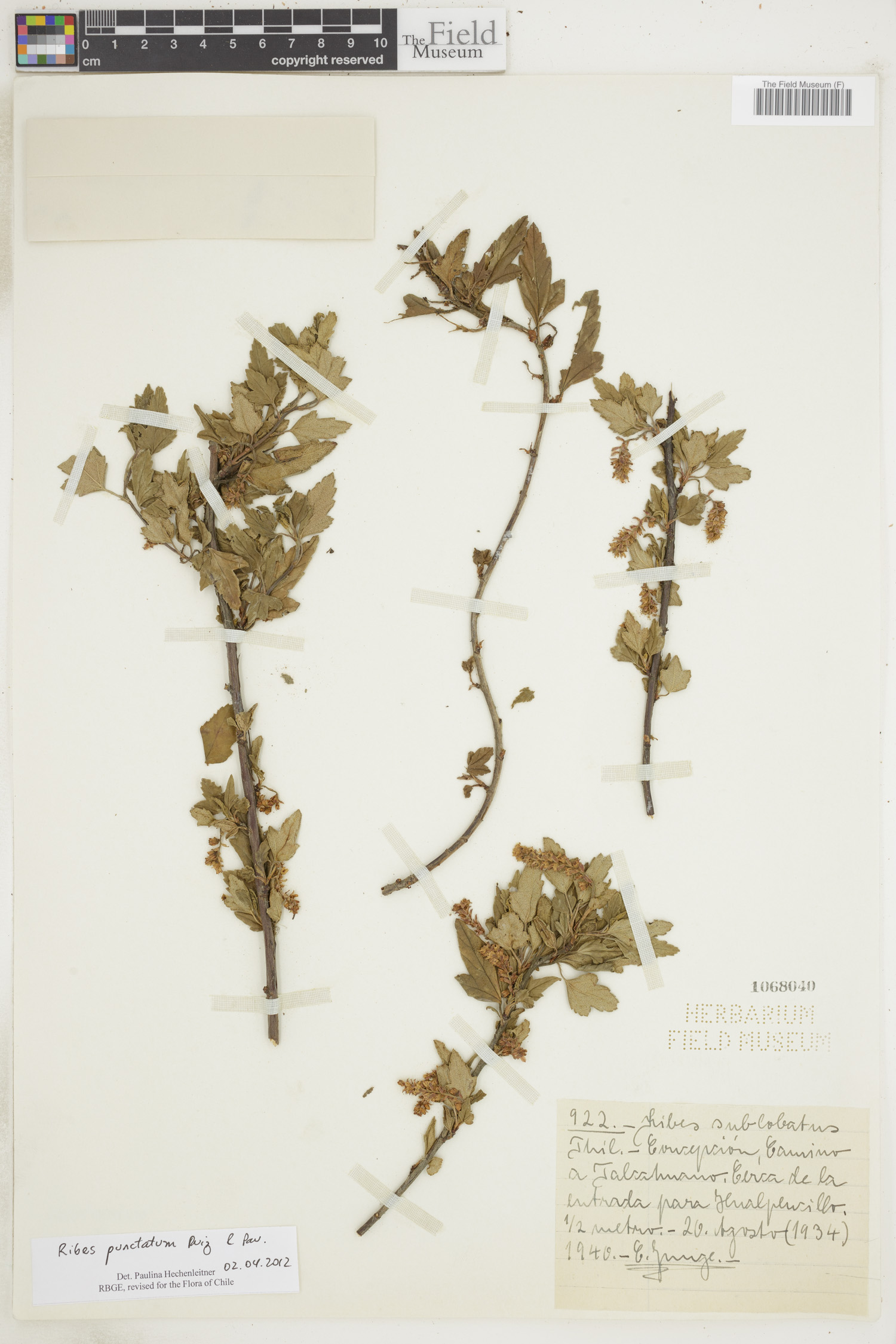Ribes punctatum image