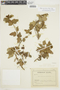 Ribes punctatum image