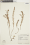 Laurembergia tetrandra image