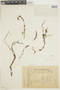 Laurembergia tetrandra image