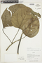 Hernandia lychnifera image