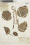 Hernandia guianensis image