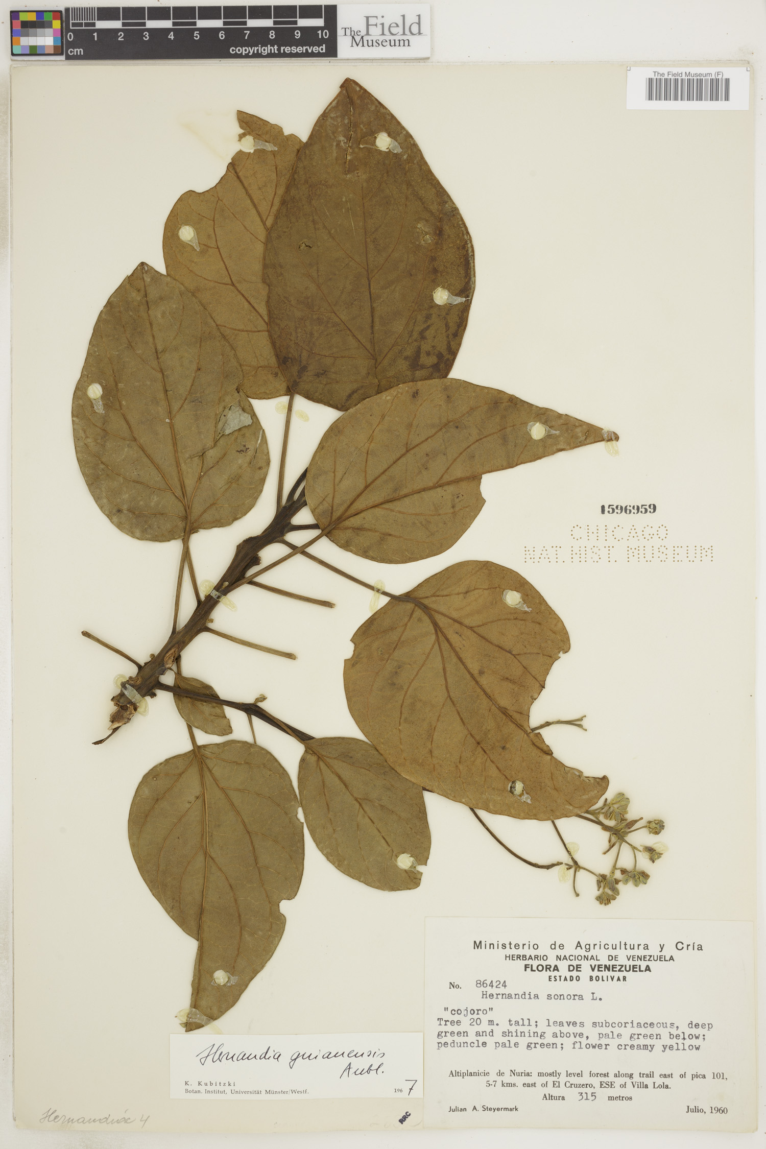 Hernandia guianensis image