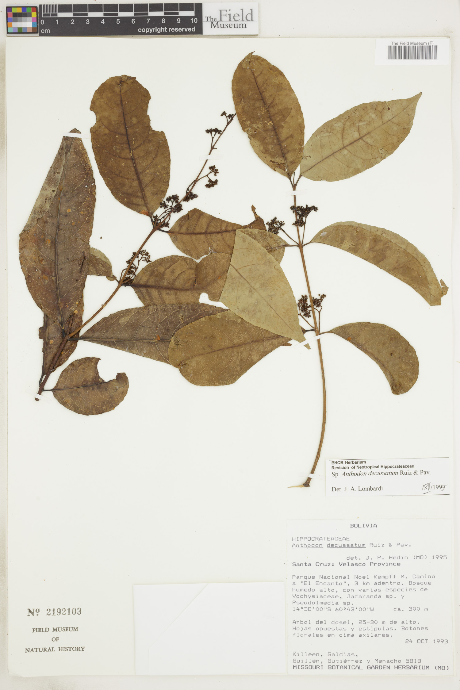 Anthodon decussatum image