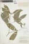 Cheiloclinium cognatum image