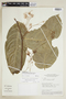 Hylenaea comosa image