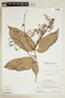 Hylenaea unguiculata image