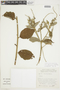 Croton subincanus image