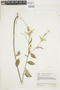 Croton subincanus image