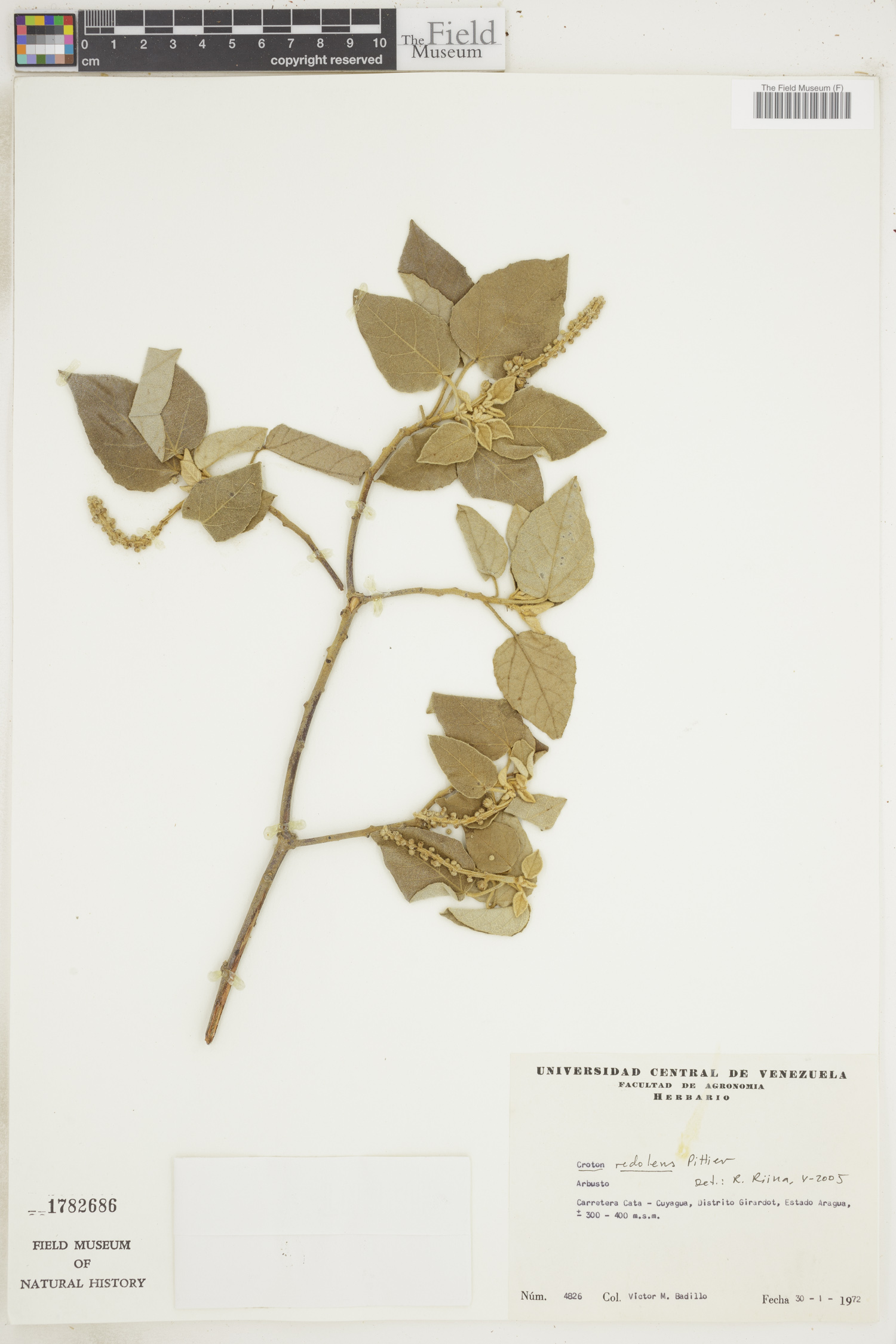 Croton redolens image