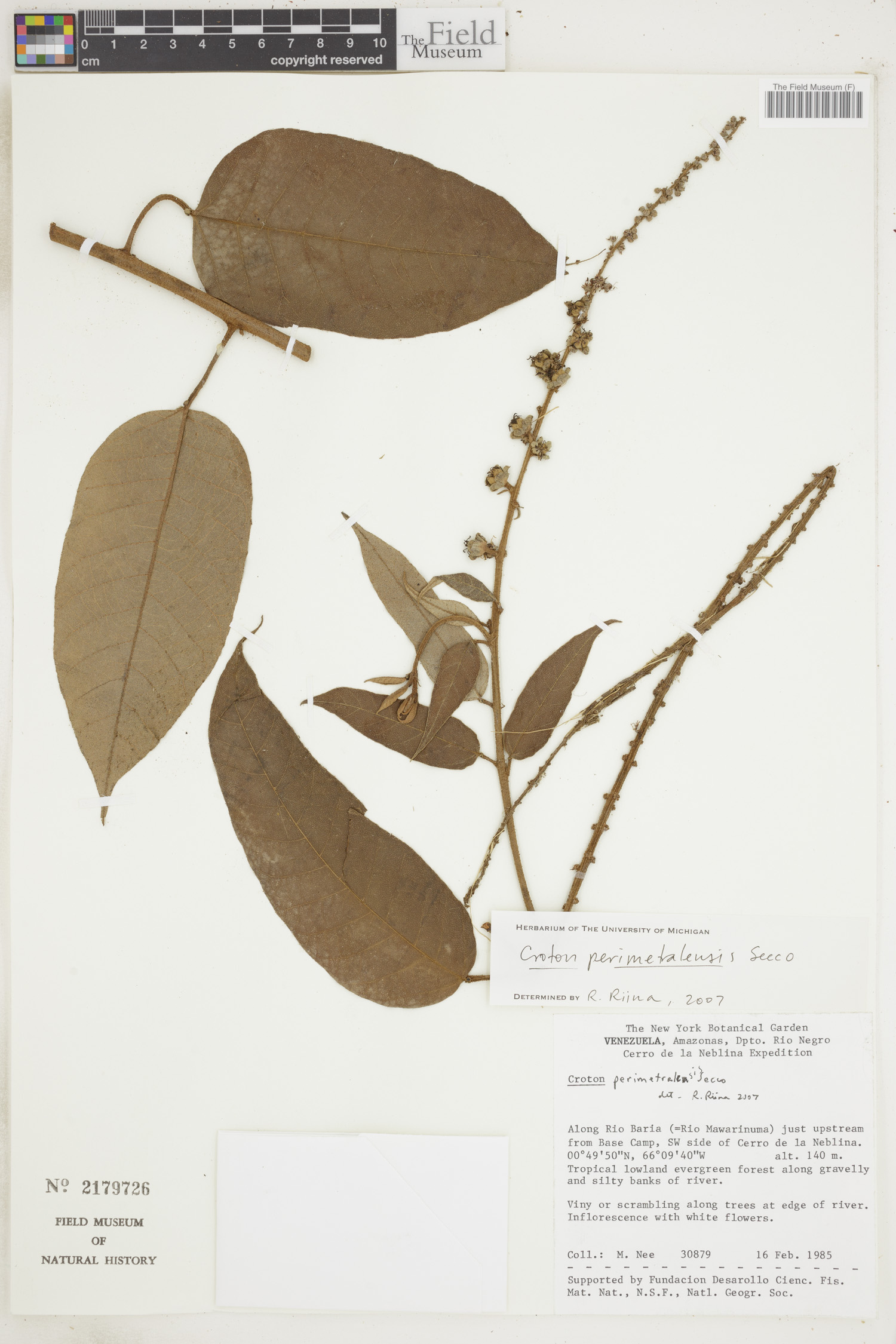 Croton perimetralensis image