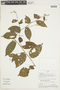 Croton javarisensis image