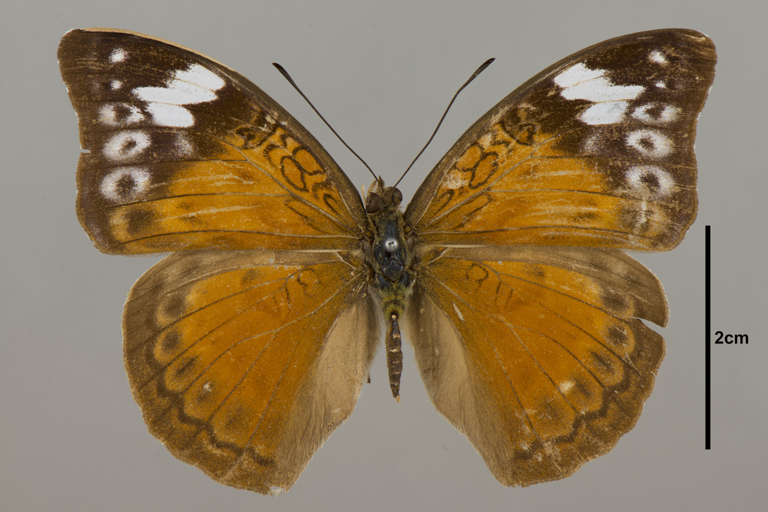 Euphaedra