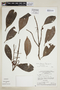 Cybianthus albescens image