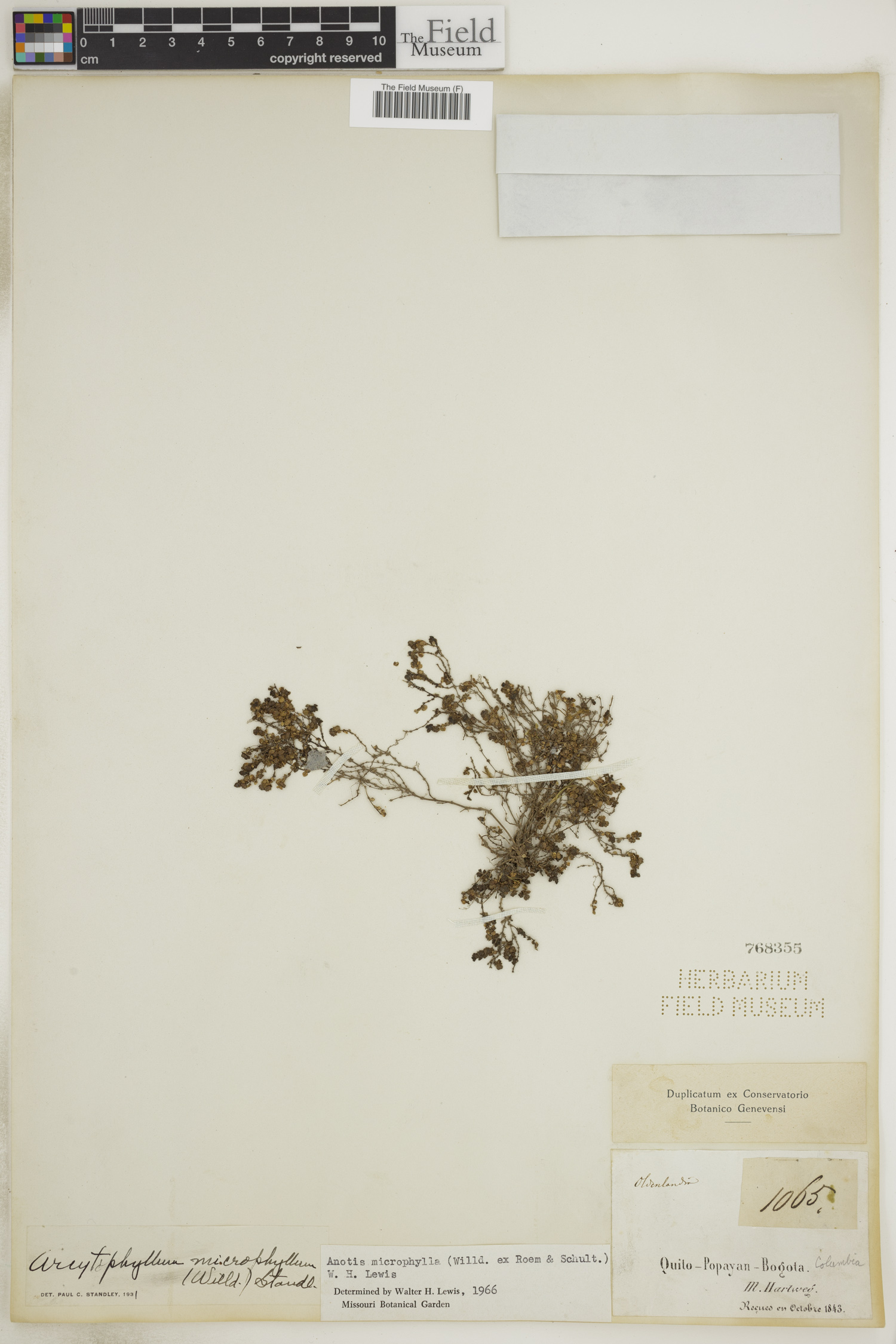 Oldenlandia neomicrophylla image
