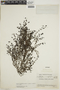 Oldenlandia neomicrophylla image