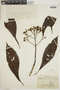Geissomeria schottiana image