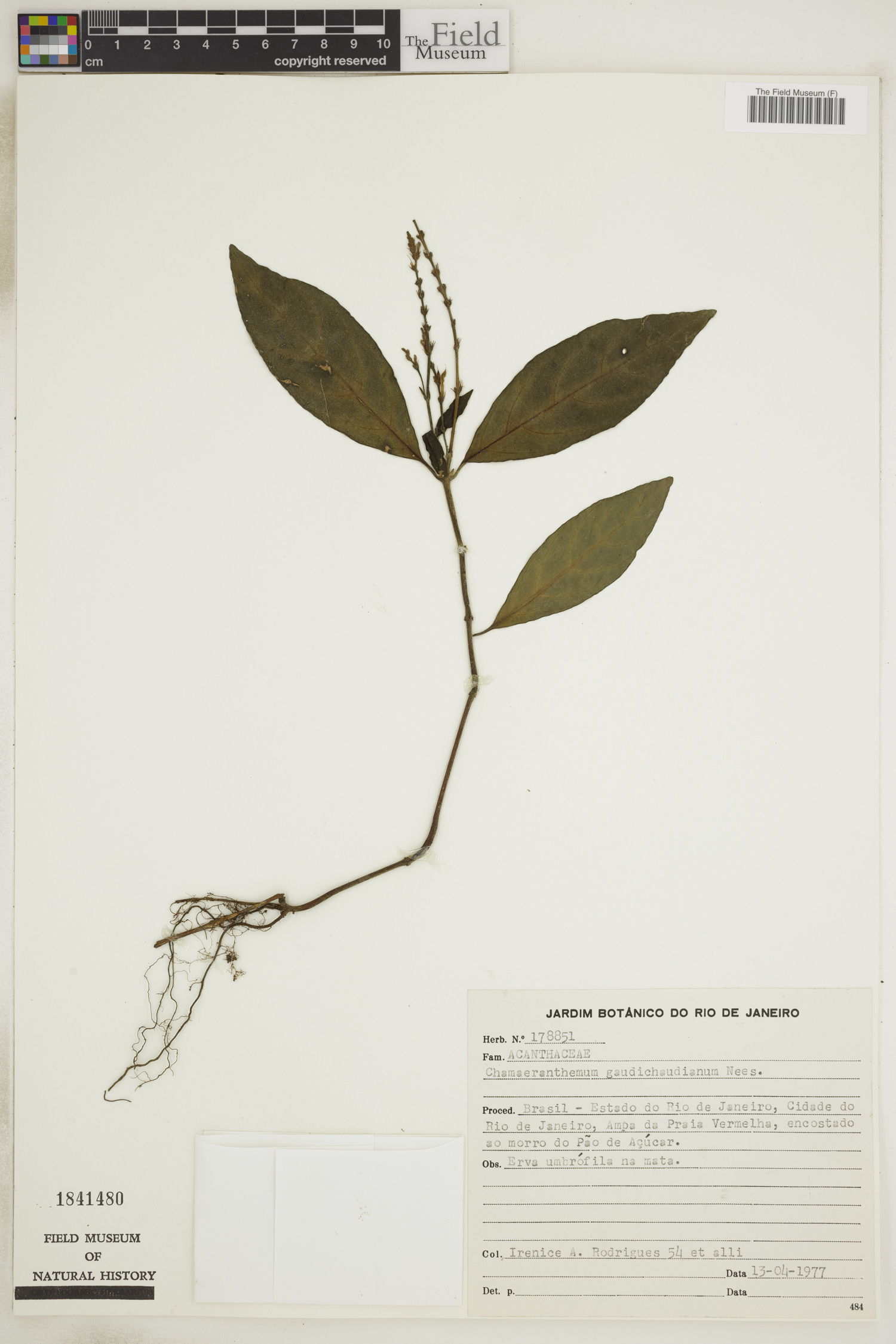 Chamaeranthemum beyrichii var. rotundifolium image