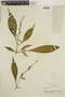 Cylindrosolenium sprucei image