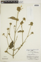 Dicliptera hookeriana image