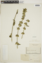 Dicliptera mucronifolia image