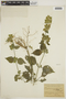 Dicliptera mucronifolia image