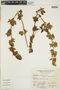 Dicliptera scutellata image
