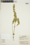 Dicliptera unguiculata image