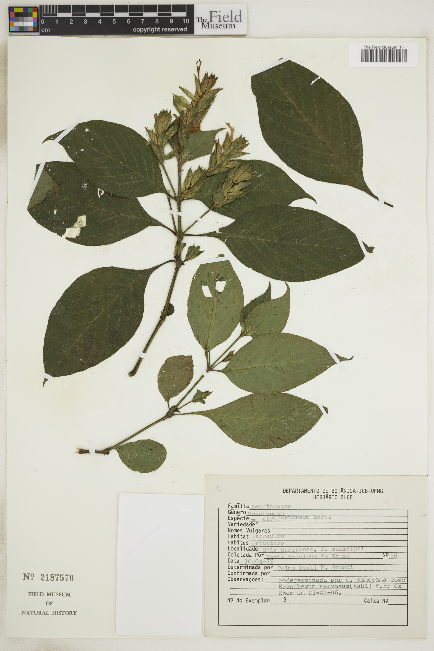 Pseuderanthemum carruthersii var. atropurpureum image
