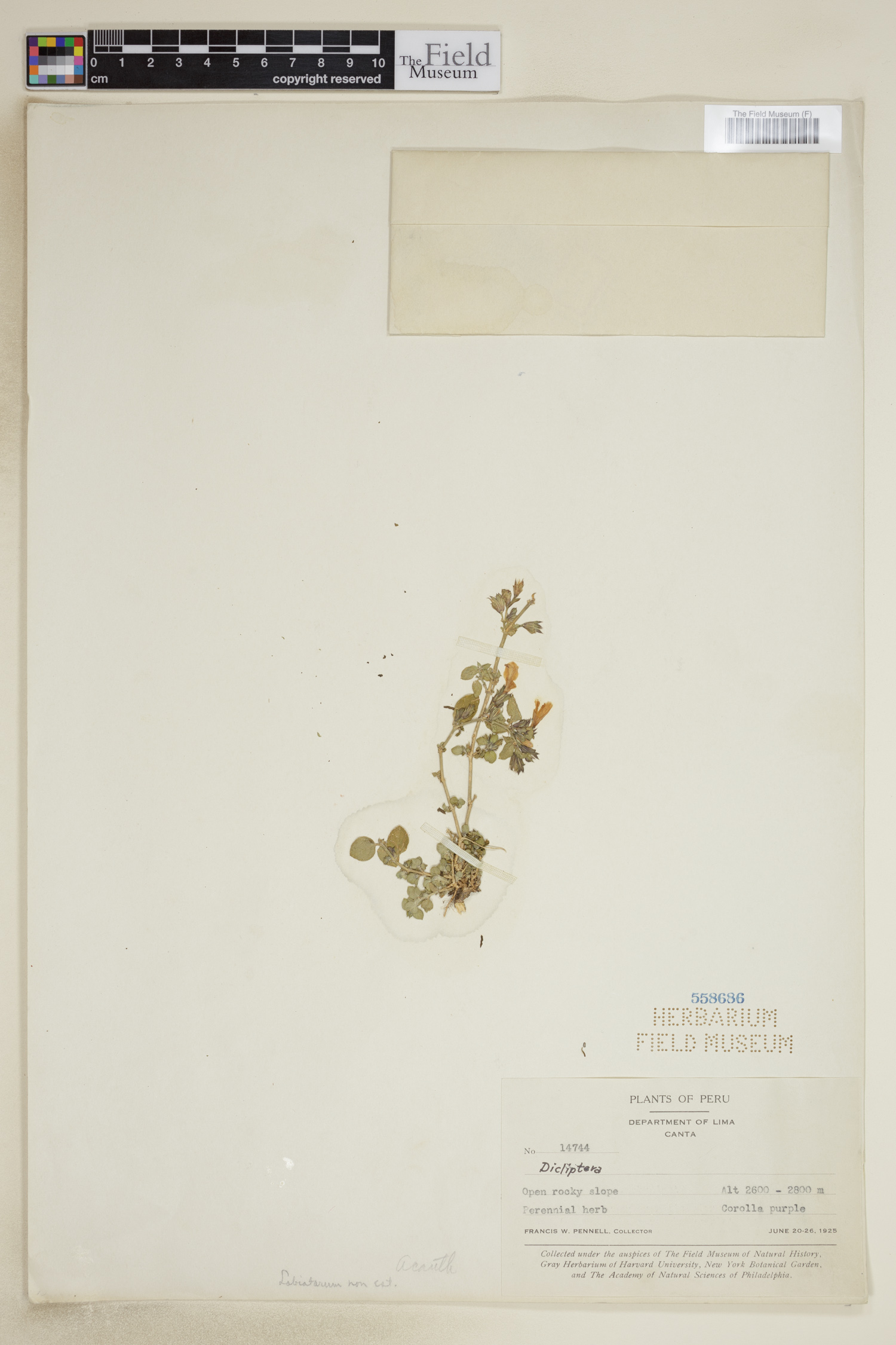 Dyschoriste image