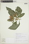 Geissomeria longiflora image