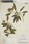 Geissomeria pubescens image