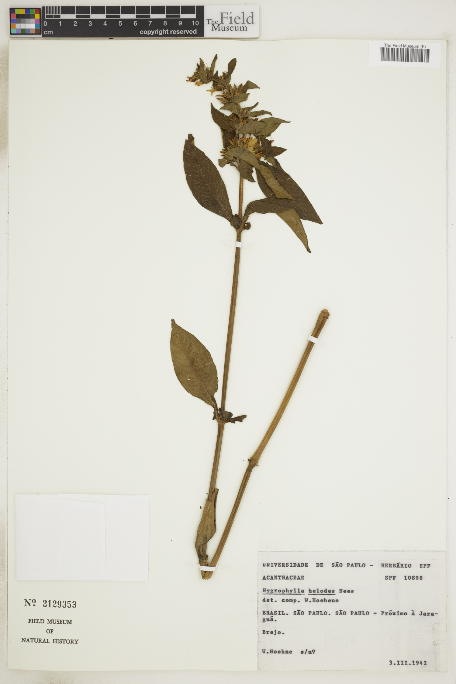 Hygrophila helodes image