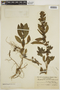 Hygrophila pubescens image